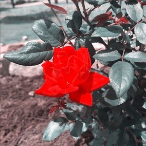 Meet your Posher, Glitter